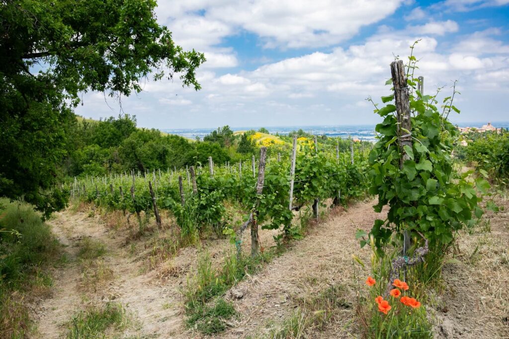 Vegneto sulle colline dell'Oltrepo Pavese