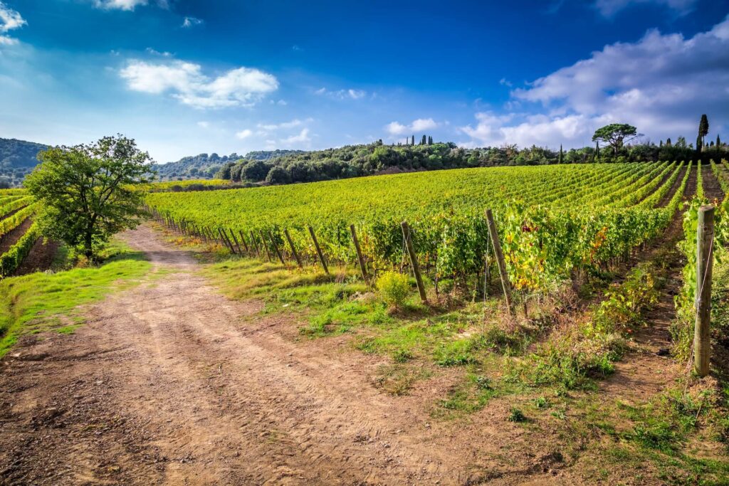 Territorio ricoperto da Vigneti